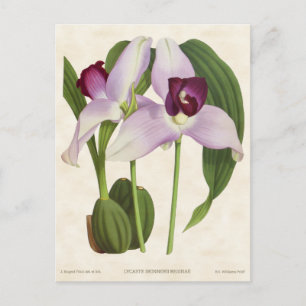 Lila Lycaste-Orchidee Vintage-Botanik Postkarte