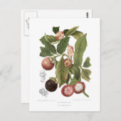 Lila Mangostanen Postkarte (Vorne/Hinten)