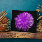 Lila Marigold Plaque Fotoplatte (Seite)