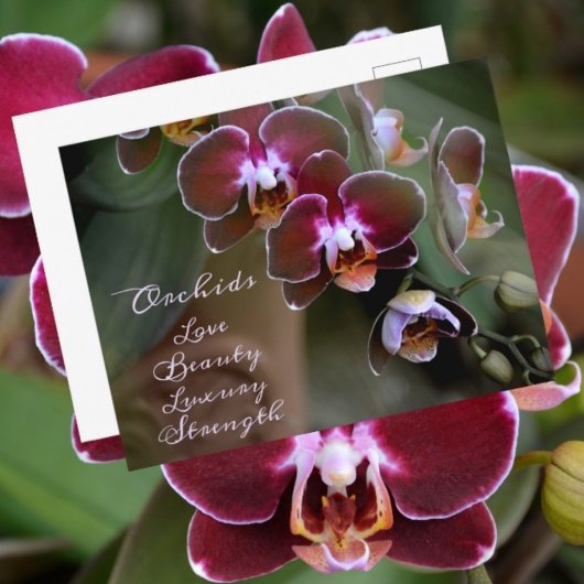 Lila Maroon Orchid Blume Fotografisch Postkarte