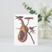 Lila Martin Audubon Birds mit Gourd Zuhause Postkarte (Stehend Vorderseite)