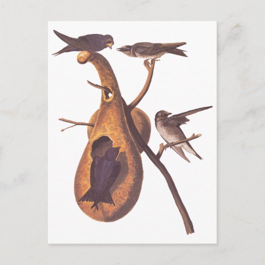 Lila Martin Audubon Birds mit Gourd Zuhause Postkarte (Vorderseite)