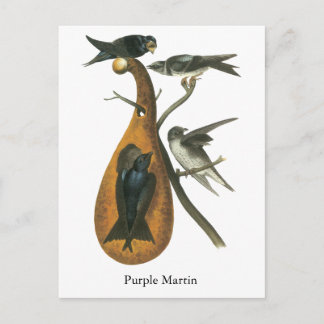 Lila Martin, John Audobon Postkarte