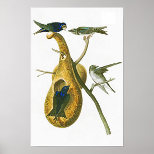 Lila Martin John Audubon Birds of America Poster