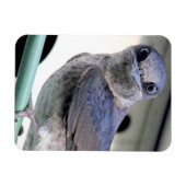 Lila Martin Magnet (Horizontal)