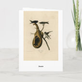 Lila Martin von Audubons Vögeln von Amerika Karte (Rückseite)