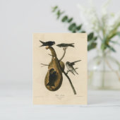 Lila Martin von Audubons Vögeln von Amerika Postkarte (Stehend Vorderseite)