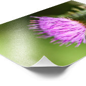 Lila Milk Thistle-Wildblume Fotodruck (Ecke)