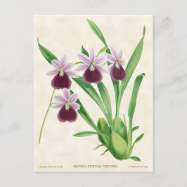 Lila Miltonia Orchid Vintag Botanisch Postkarte