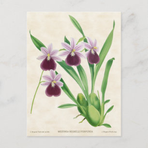 Lila Miltonia Orchid Vintag Botanisch Postkarte