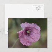 Lila Mohnpostkarte Postkarte (Vorne/Hinten)