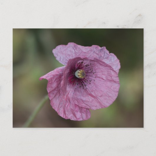 Lila Mohnpostkarte Postkarte (Vorderseite)