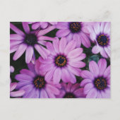 Lila Molkereien Postkarte (Vorderseite)