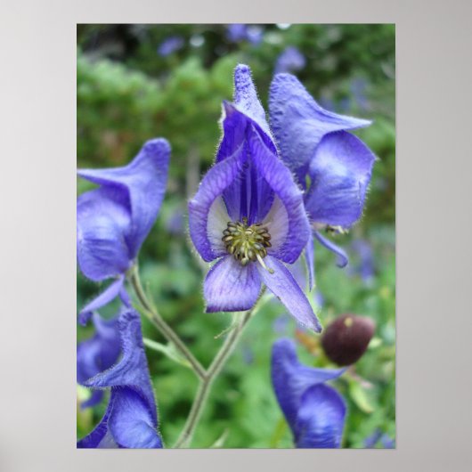 Lila Monkshood-Wildblumen Poster (Vorne)