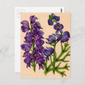 lila Monkshoods Postkarte (Vorne/Hinten)