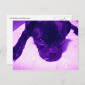 Lila Mops Postkarte (Vorne/Hinten)