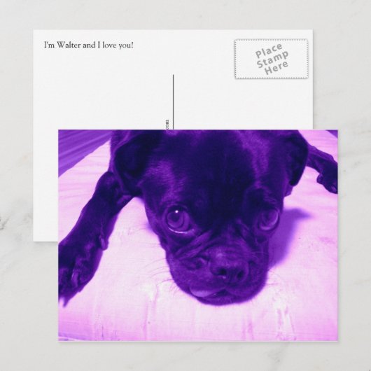 Lila Mops Postkarte (Vorne/Hinten)