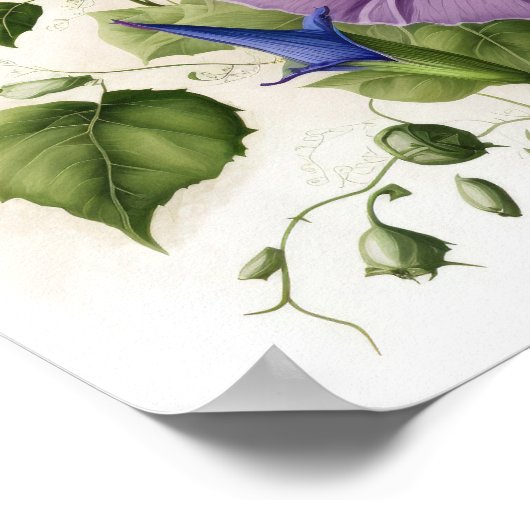 Lila Morgen Ruhm Blume Art Print Poster (Ecke)