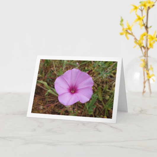 Lila Morgenruhm, engstirnige, bindende Wildblume Karte (Gelbe Blume)