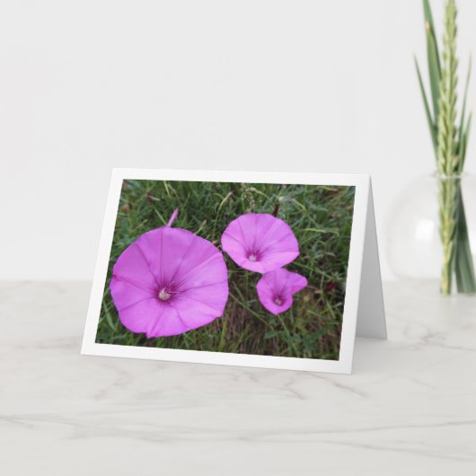 Lila Morgenruhm, engstirnige, bindende Wildblumen Karte (Vorderseite)