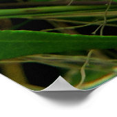 Lila Morning Glory Blume Poster (Ecke)