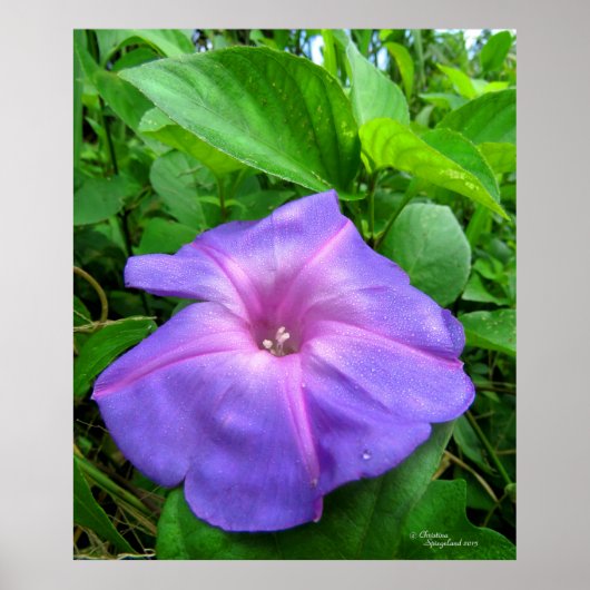 Lila Morning Glory Blume Poster (Vorne)