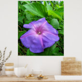 Lila Morning Glory Blume Poster (Küche)