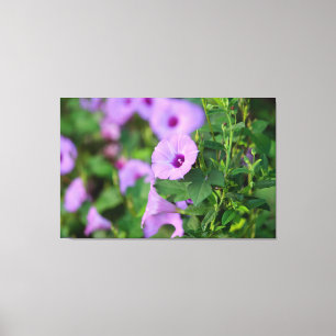 Lila Morning Glory Leinwanddruck