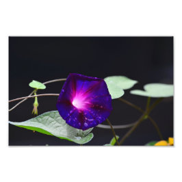 Lila Morning Glory - Opa Otts Fotodruck