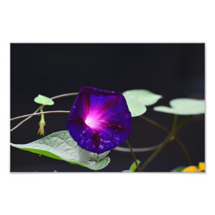 Lila Morning Glory - Opa Otts Fotodruck