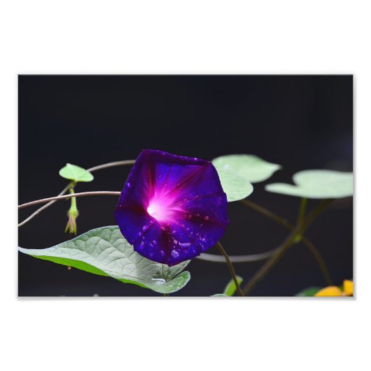 Lila Morning Glory - Opa Otts Fotodruck (Vorne)