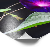 Lila Morning Glory - Opa Otts Fotodruck (Ecke)