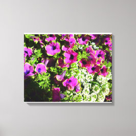 Lila Mum und weiße Blume Leinwanddruck