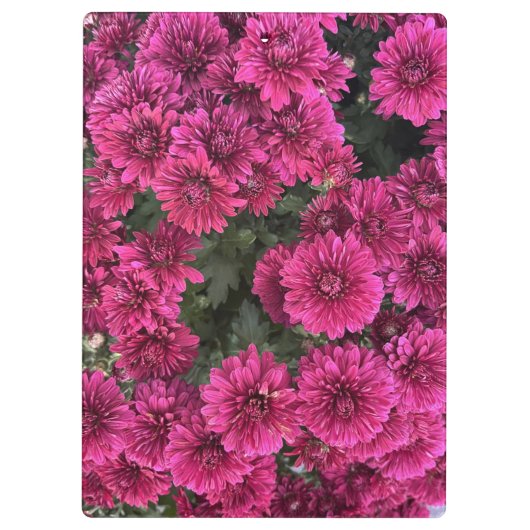 Lila Mums-Zwischenablage Klemmbrett (Rückseite)