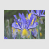 Lila N Gelbe Iris Seidenpapier (Vorderseite)