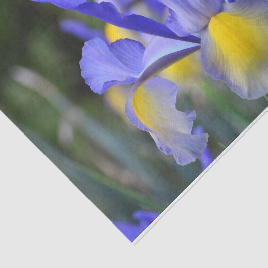 Lila N Gelbe Iris Seidenpapier (Ausschnitt)