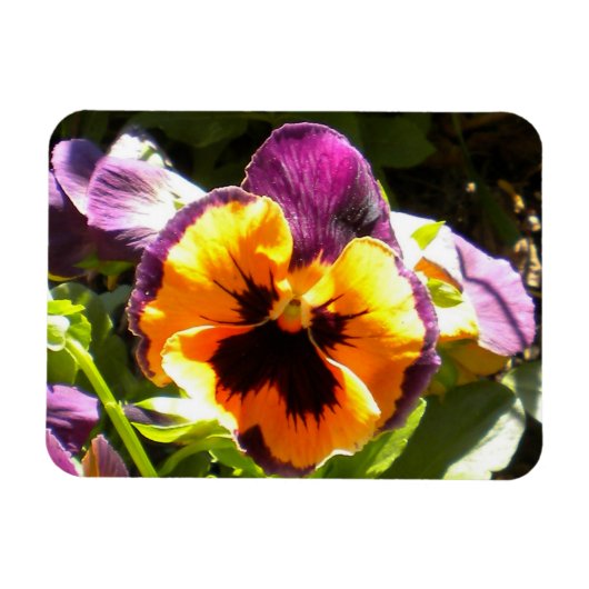 Lila N-Gold-Pansy-Magnet Magnet (Horizontal)