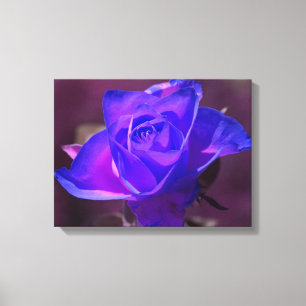 Lila N Pink Rose Wrapped Canvas Leinwanddruck