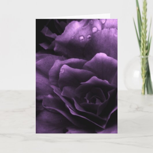 Lila nahes oben einer doppelten Begonie Karte (Vorderseite)