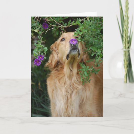 Lila Nase Karte (Vorderseite)