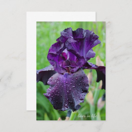 Lila, nass Iris Mitteilungskarte (Vorne/Hinten)