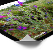 Lila Natternkopf, Echium Plant Poster (Ecke)