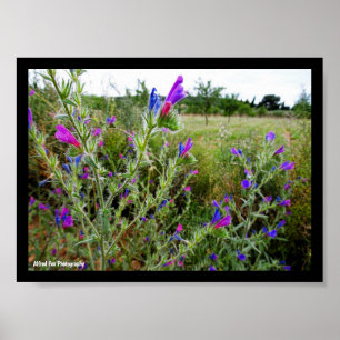 Lila Natternkopf, Echium Plant Poster