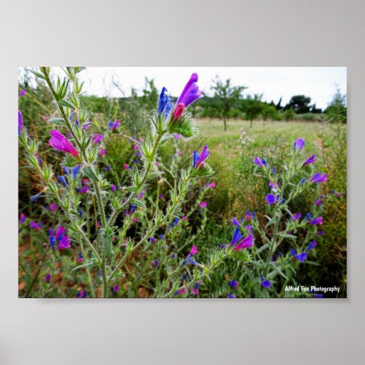 Lila Natternkopf, Echium Plant Poster (Vorne)