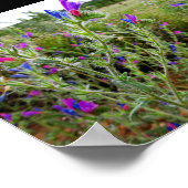 Lila Natternkopf, Echium Plant Poster (Ecke)