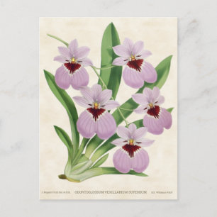 Lila Odontoglossum Orchid Vintag Botanisch Postkarte