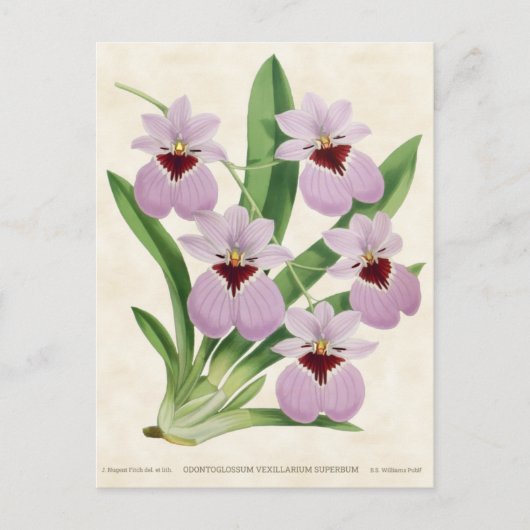 Lila Odontoglossum Orchid Vintag Botanisch Postkarte (Vorderseite)