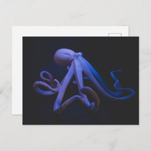 Lila Oktopus Postkarte (Vorne/Hinten)