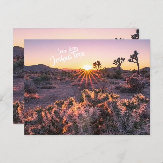 Lila & Orange Cholla Cactus Joshua Tree Sunset Postkarte (Vorne/Hinten)