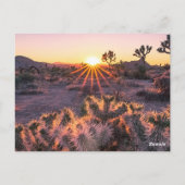 Lila & Orange Cholla Cactus Joshua Tree Sunset Postkarte (Rückseite)